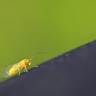 a long climb for a small insect